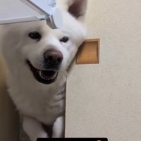 笑顔のこゆきちゃん