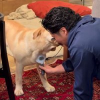 本日もブラッシング