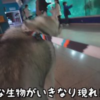 大きなアザラシさん！！