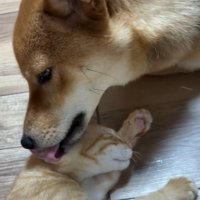 毛づくろいするちゃまるちゃん