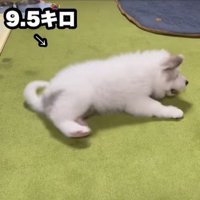 ドレミちゃんの成長3