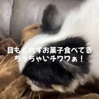 お菓子を食べる犬
