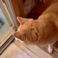 お風呂場の中を覗く犬