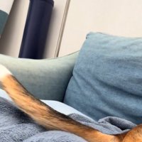 勢いよく振られている中型犬の尻尾