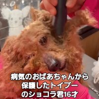 トリミング中の犬4