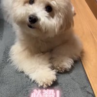 可愛い顔のてんてん君
