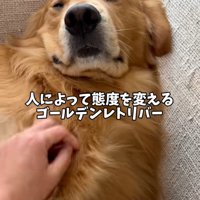 ゴールデンレトリバーのアルトくん