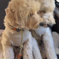 寄り添ってうとうとする犬