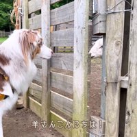 自分から近付いて挨拶