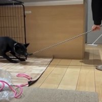 トレーニングをする凛月ちゃん