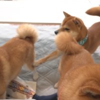 四竜くんが後ろからパンチ！