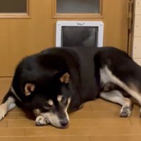カメラを見つめる柴犬
