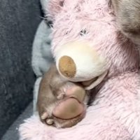ぬいぐるみ