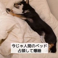 布団を占拠するほどリラックス