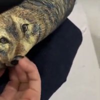 オオカミのイラストを撫でる