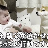 「パパ、泣かせたでしょ！」