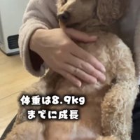 座って撫でられる犬