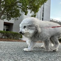 向かい風