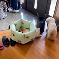 お留守番中のくるみちゃん