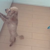 キッチンで立つ犬