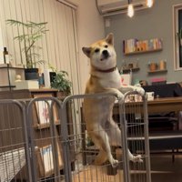 柵に登る犬