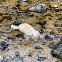 水に顔をつける犬1