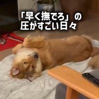 ラッキーくんの変化8