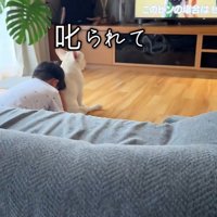 テレビ鑑賞中のうに太くん