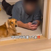 カメラ目線の犬