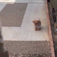 その場を離れない犬