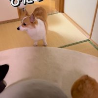 ココちゃんの尊い行動6