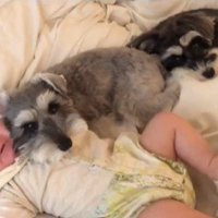 赤ちゃんを枕にするトトちゃん9