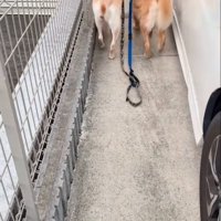 歩いていく2匹の大型犬2