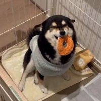 お出迎えをするさくらちゃん