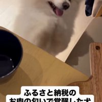 後ろ足で立ち上がり前足を合わせて、激しく前足を上下に振る犬