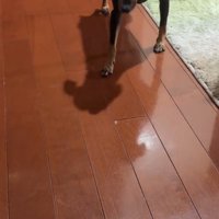 とてもゆっくりと歩き出す犬