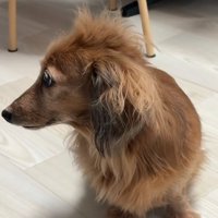 寝ぐせがひどいティナちゃん4