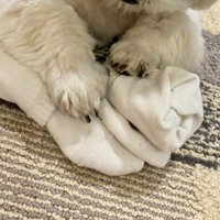 靴下を離さないほまれ君％%2足も！せっかく畳んだのに…