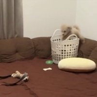 カゴに入ろうとする犬