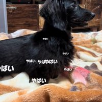 「やばい…怒られる…！」