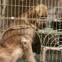 クラリスちゃんが侵入！！