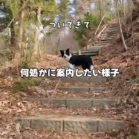 振り返る犬