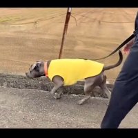 ；側溝の横を歩くあおいくん