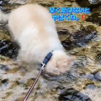 水に顔をつける犬2