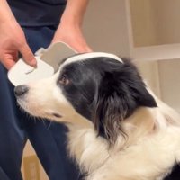 目の前にあるゴミ箱の破片から視線を逸らす犬