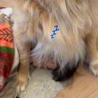 犬のお腹に頭をくっつけて眠る男の子