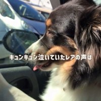 窓の外を眺める犬