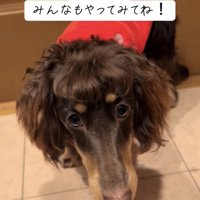 前髪が整った犬