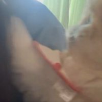 ふわふわ