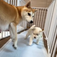 「まだ母ちゃんには敵わないや…」